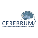 Cerebrum